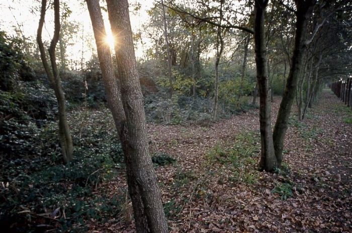 CAMMINATA NEL BOSCO DEL DUCA D'ALTEMPS